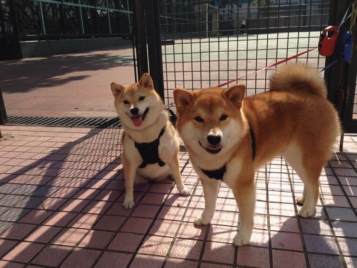 国家队比赛风格缺乏鲜明特色，国家队表现