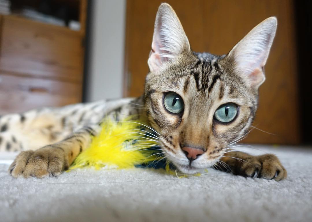 埃及队2024年世界杯：如何挑战更高水平的乒乓对抗，埃及世界杯历史战绩