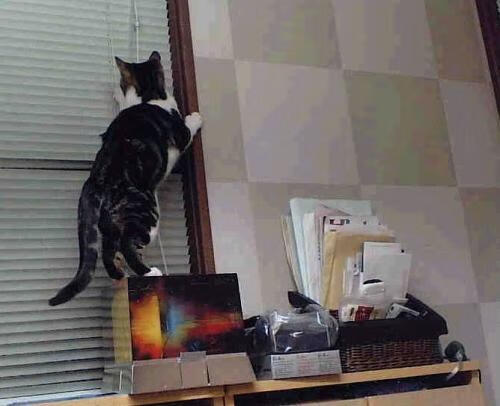 自由式滑雪世界杯再迎中国首金，自由式滑雪世锦赛冠军