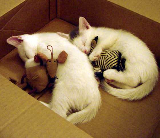 爱游戏综合娱乐-中国足球联赛球员职业成长路径明确分级，职业足球队员